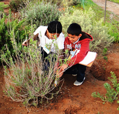 Sustainable Vegetable Gardens for Children in Nayarit, Mexico