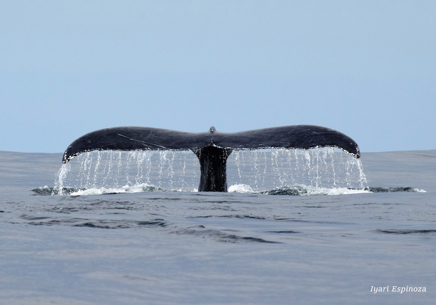 Humpback Whales in Banderas Bay: Passion, Education and Conservation