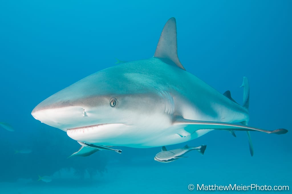 An Ocean of Possibilities: NEW Shark Program